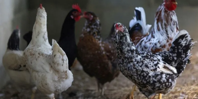 Governo descarta gripe aviária em última granja comercial sob investigação