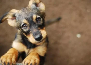 Ministério Público de Sergipe articula implantação da Casa de Passagem para Animais de Pequeno Porte em Aracaju