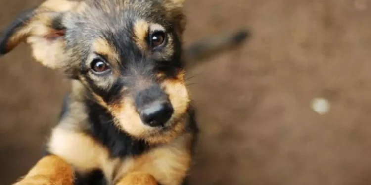 Ministério Público de Sergipe articula implantação da Casa de Passagem para Animais de Pequeno Porte em Aracaju