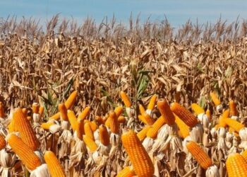 BNB financia R$ 420 milhões para custeio de milho em Sergipe