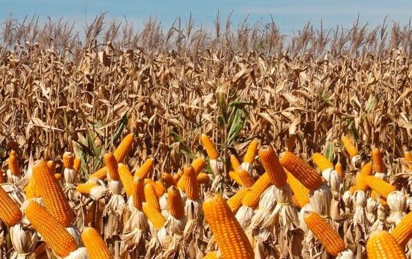 BNB financia R$ 420 milhões para custeio de milho em Sergipe