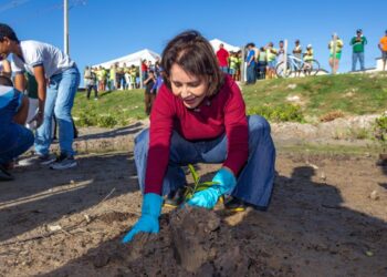 Prefeita Emília Corrêa participa de plantio inédito de mudas de mangue e fortalece política ambiental em Aracaju