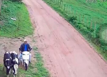 Polícia Civil identifica e prende autor de furto de gado em Ribeirópolis