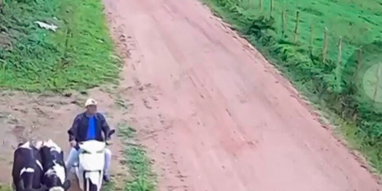 Polícia Civil identifica e prende autor de furto de gado em Ribeirópolis