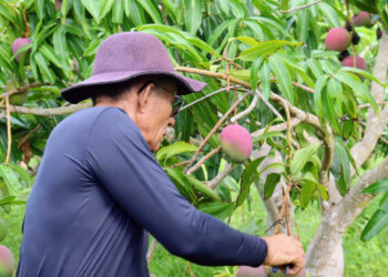 Técnicos do governo estadual levam experiência de uso do sulfocálcica para agricultores do Jacaré-Curituba