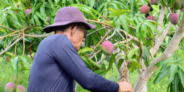 Técnicos do governo estadual levam experiência de uso do sulfocálcica para agricultores do Jacaré-Curituba