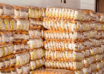 Produção quilombola abastece programa estadual de segurança alimentar com arroz agroecológico em Brejo Grande