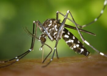 Estudo estima que risco de doenças causadas por mosquitos vai disparar no Brasil até 2080