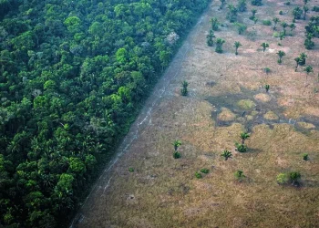 Em 40 anos, Amazônia perdeu área de vegetação florestal equivalente ao tamanho do território da Espanha, revela MapBiomas