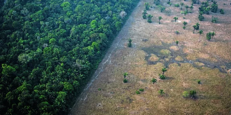 Em 40 anos, Amazônia perdeu área de vegetação florestal equivalente ao tamanho do território da Espanha, revela MapBiomas