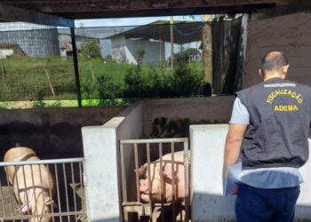 Adema encontra irregularidades em granja de suínos em São Cristóvão