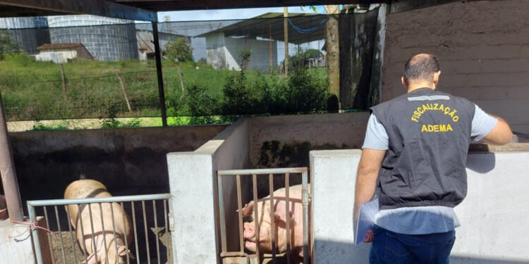 Adema encontra irregularidades em granja de suínos em São Cristóvão