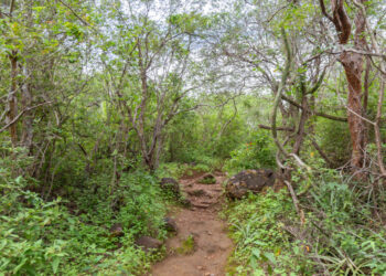 Sergipe permanece sem seca grave no mês de agosto; apenas pequena parte do território teve seca fraca