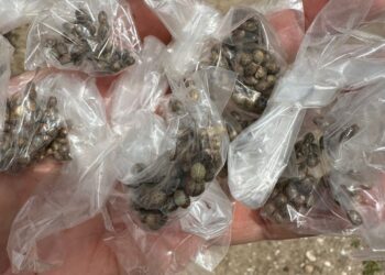 Polícia Civil flagra homem com grande plantação de maconha em Macambira