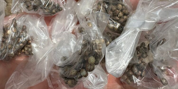 Polícia Civil flagra homem com grande plantação de maconha em Macambira