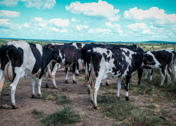 Sergipe figura com três municípios entre os 20 maiores produtores de leite do Brasil