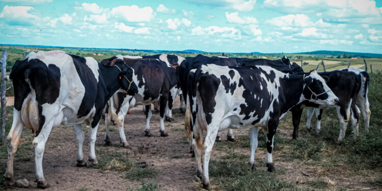 Sergipe figura com três municípios entre os 20 maiores produtores de leite do Brasil