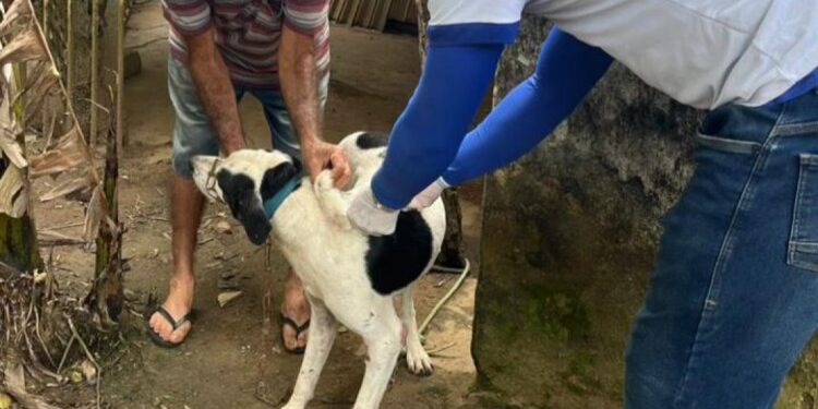 Prefeitura de Itabaiana realiza a maior campanha de vacinação antirrábica da história da cidade