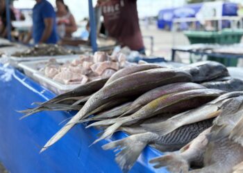 Feira de Pescados movimenta bairros de Aracaju e impulsiona vendas na Semana Santa