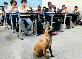 Abril Laranja: Aju Animal realiza ações de conscientização sobre maus-tratos em escolas de Aracaju