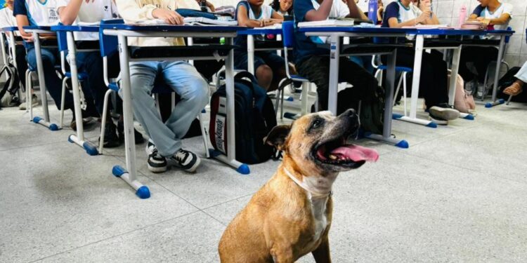 Abril Laranja: Aju Animal realiza ações de conscientização sobre maus-tratos em escolas de Aracaju