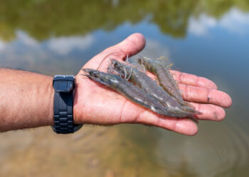 Sergipe é o 4º maior produtor de camarão do Brasil e impulsiona a aquicultura