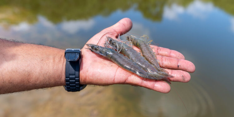 Sergipe é o 4º maior produtor de camarão do Brasil e impulsiona a aquicultura