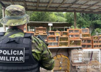 Ação conjunta entre PMSE e Adema resulta na apreensão de 155 aves silvestres em Lagarto
