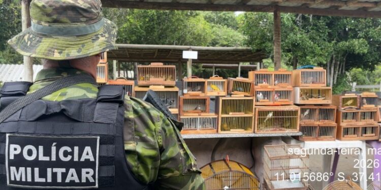 Ação conjunta entre PMSE e Adema resulta na apreensão de 155 aves silvestres em Lagarto